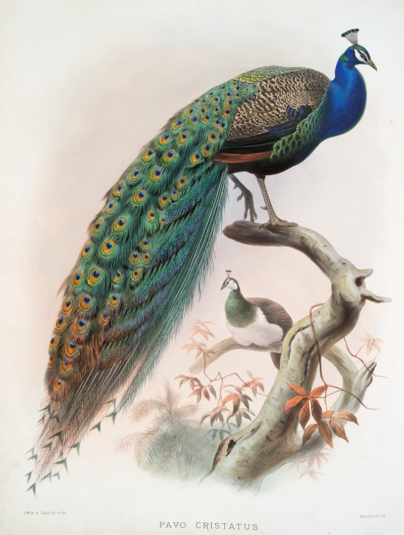 Pavo cristatus. by Joseph Smit, 1872 — digital art print download