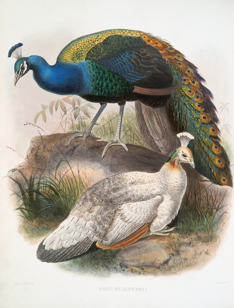 Pavo nigripennis. by Joseph Smit, 1872 — digital art print download