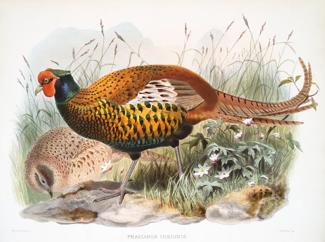 Phasianus insignis. by Joseph Smit, 1872 — digital art print download