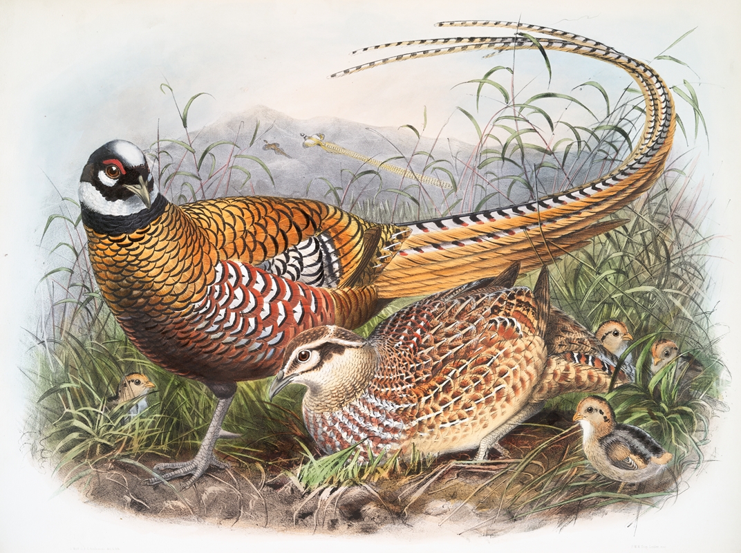 Phasianus Reevesii. by Joseph Smit, 1872 — digital art print download