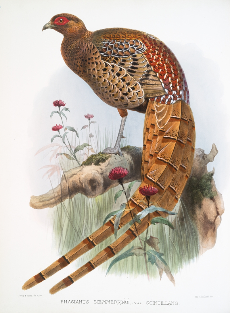 Phasianus Soemmerringi, var scintillans. by Joseph Smit, 1872 — digital art print download