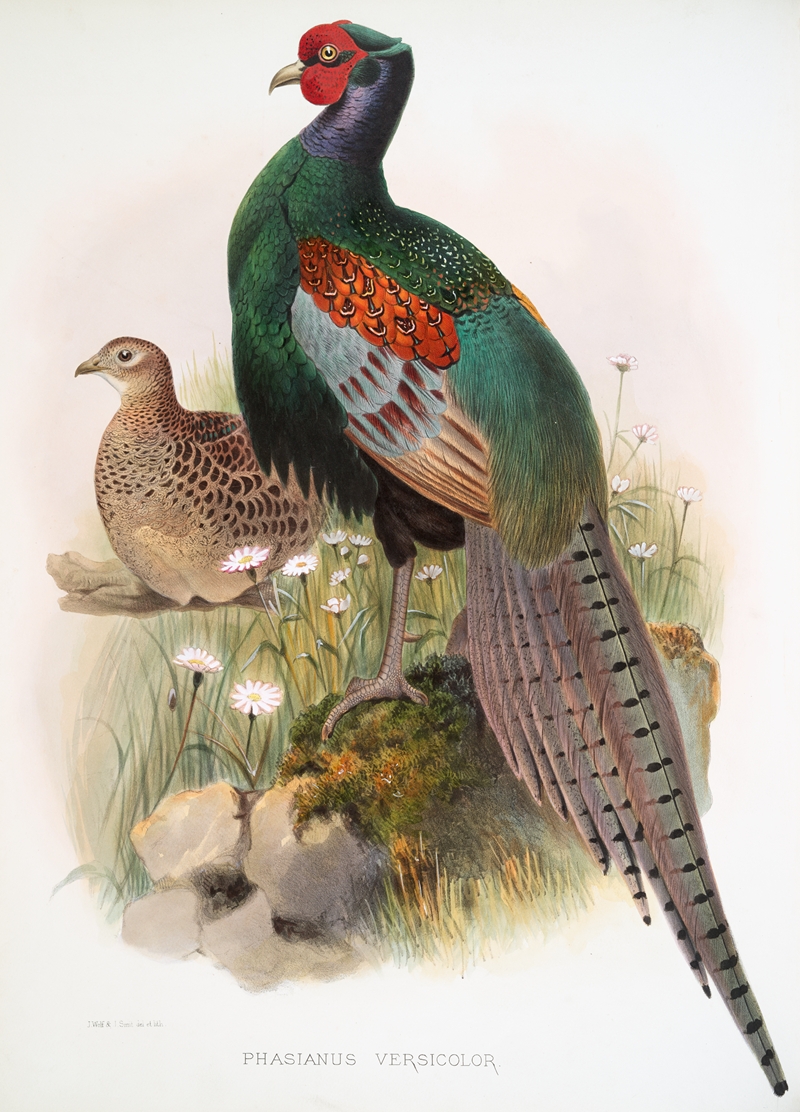 Phasianus versicolor. by Joseph Smit, 1872 — digital art print download