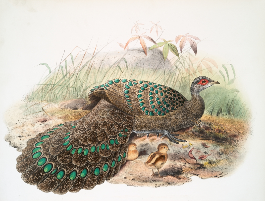 Polyplectron Germaini. by Joseph Smit, 1872 — digital art print download