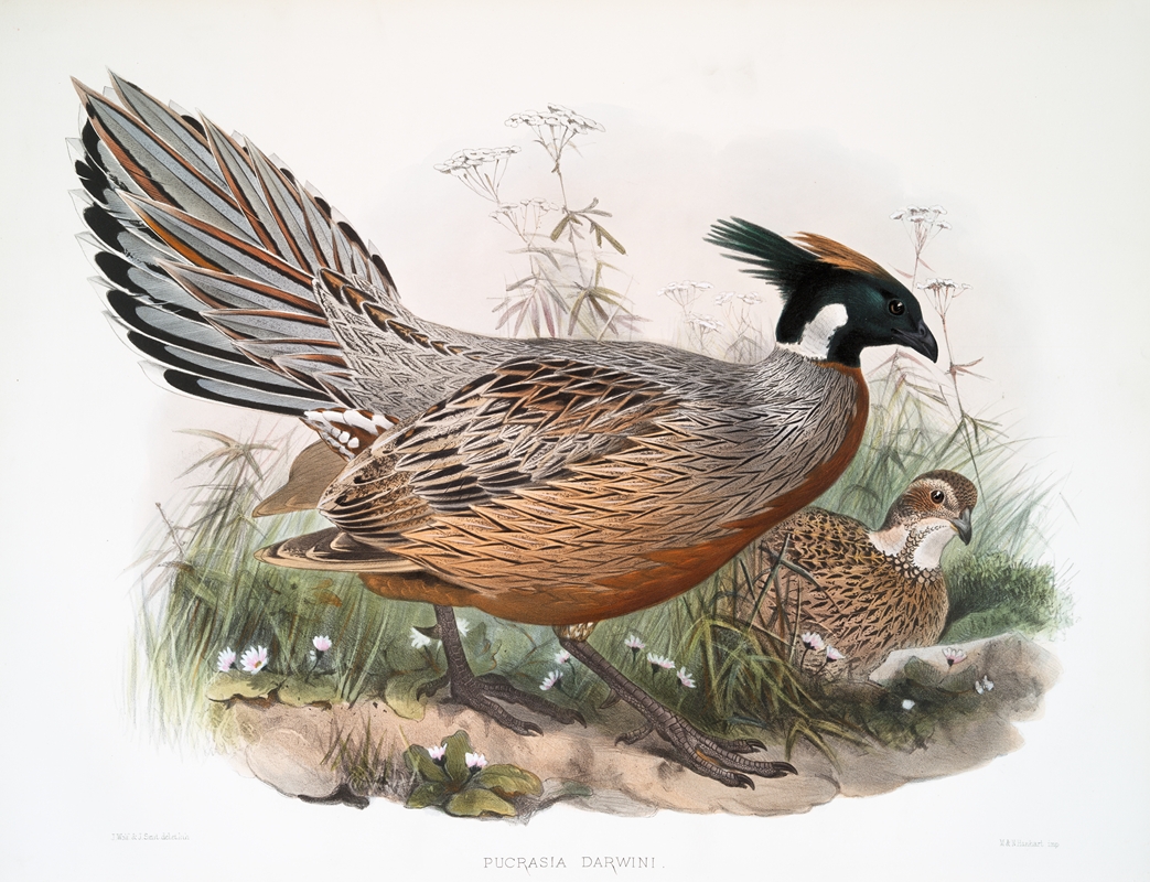 Purcasia Darwini. by Joseph Smit, 1872 — digital art print download