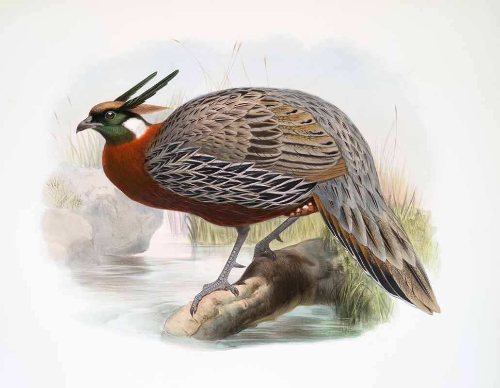 Purcasia Duvauceli. by Joseph Smit, 1872 — digital art print download