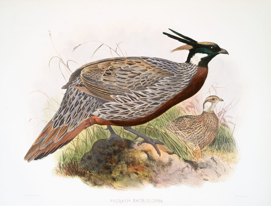 Purcasia macrolopha. by Joseph Smit, 1872 — digital art print download