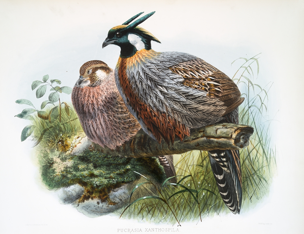 Purcasia xanthospila. by Joseph Smit, 1872 — digital art print download