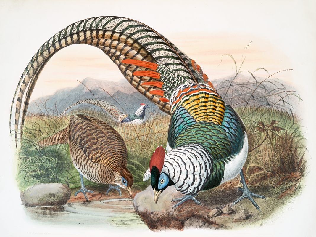 Thaumalea Amherstiæ. by Joseph Smit, 1872 — digital art print download