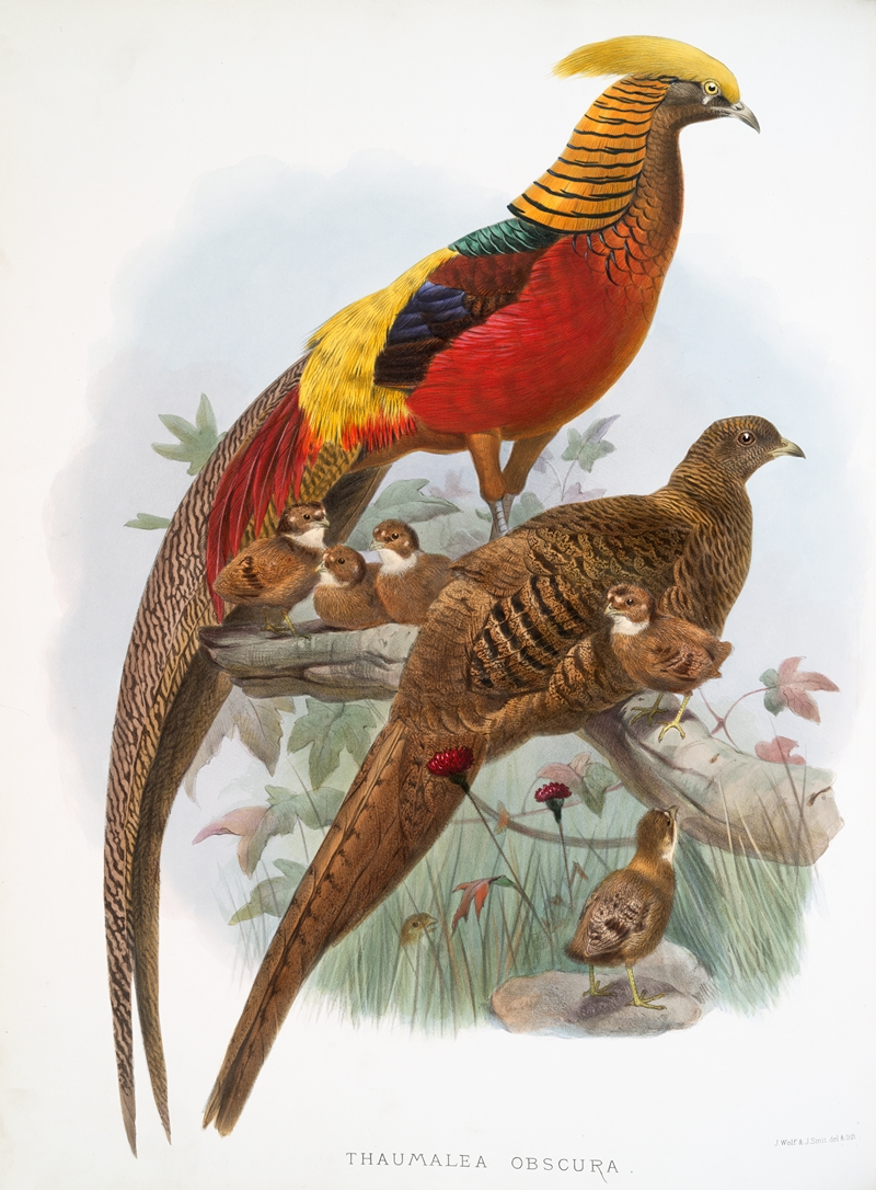 Thaumalea obscura. by Joseph Smit, 1872 — digital art print download