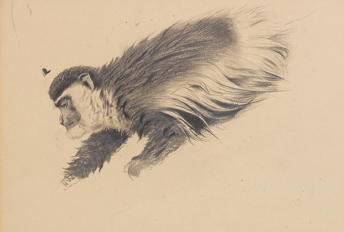 Afrikanischer Hundsaffe (Colobus guereza) — Wilhelm Kuhnert