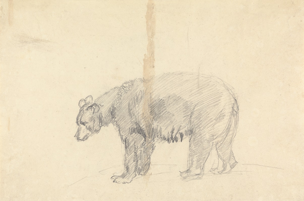 Study of a Bear. by Сорей Гилпин — digital art print download
