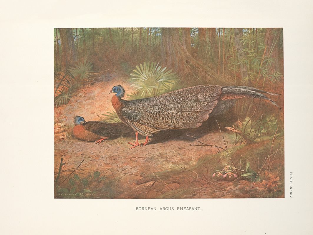 Bornean Argus Pheasant (Argusianus grayi). by Арчибальд Торберн, 1918-1922 — digital art print download