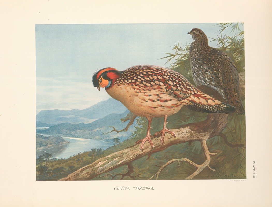 Cabot's Tragopan (Tragopan caboti). by Арчибальд Торберн, 1918-1922 — digital art print download
