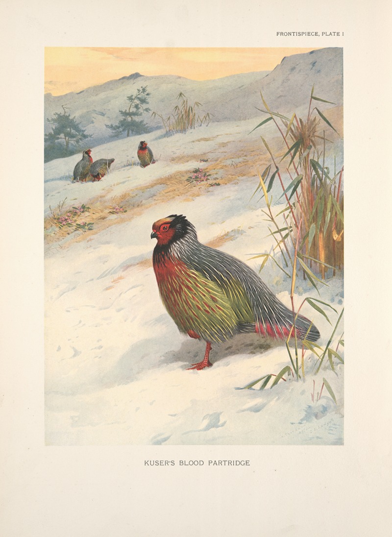 Kuser's Blood Partridge (Ithagenes kuseri). by Арчибальд Торберн, 1918-1922 — digital art print download