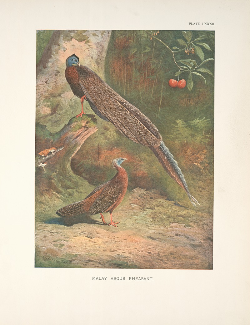 Malay Argus Pheasant (Argusianus argus). by Арчибальд Торберн, 1918-1922 — digital art print download