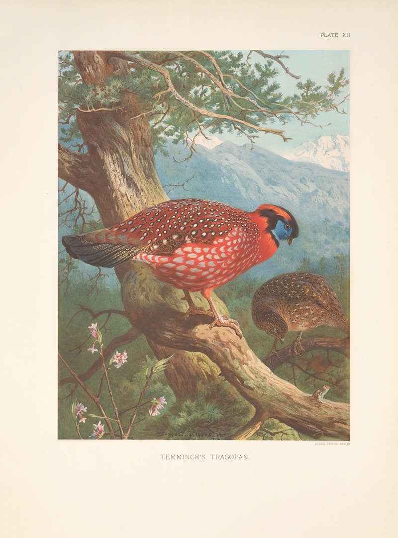 Temminck's Tragopan (Tragopan temmincki). by Арчибальд Торберн, 1918-1922 — digital art print download