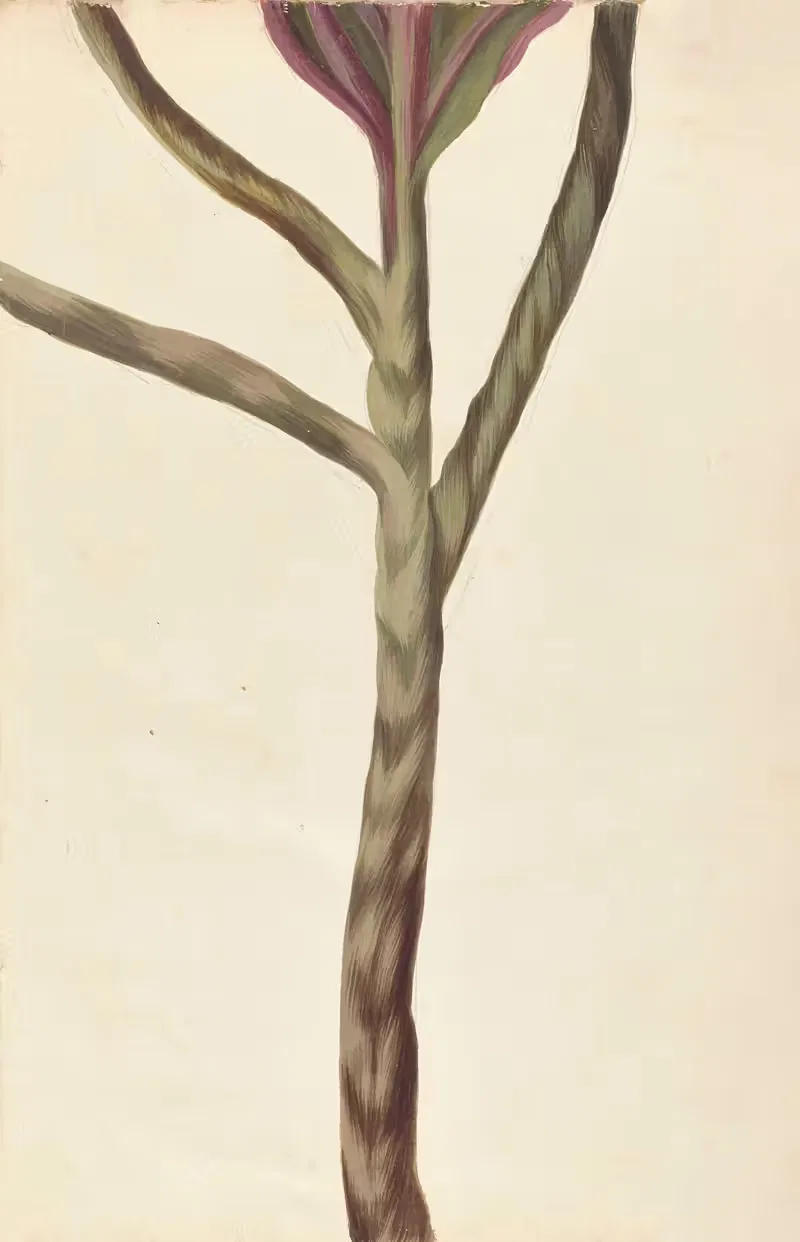 Plantes etrang par Aubriet Pl.001 — Claude Aubriet