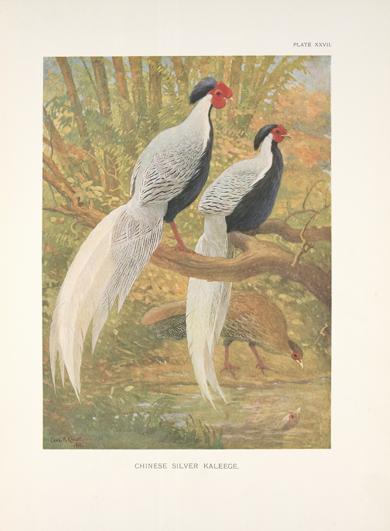 Chinese Silver Kaleege (Gennaeus nycthemerus). — Charles Robert Knight