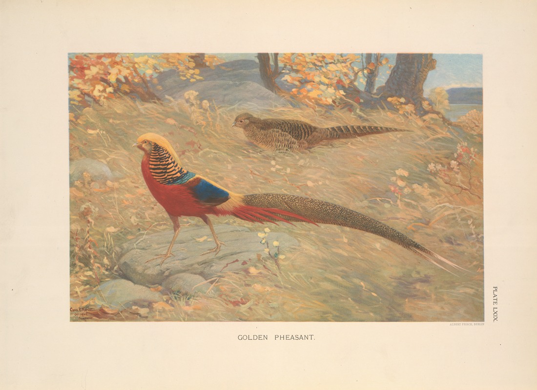 Golden Pheasant (Chrysolophus pictus). — Charles Robert Knight