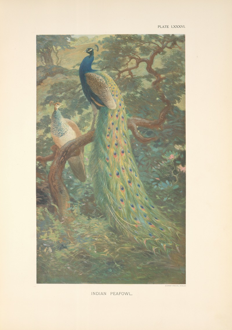 Indian Peafowl (Pavo cristatus). — Charles Robert Knight