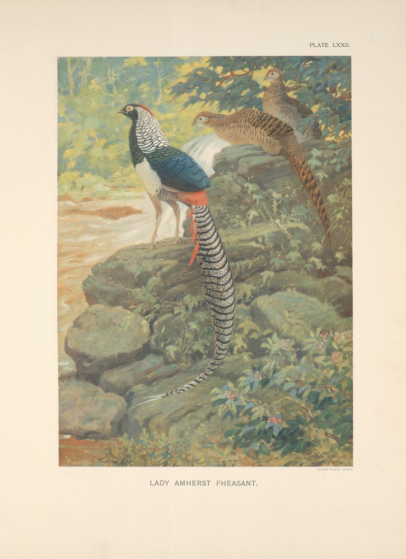 Lady Amherst Pheasant (Chrysophus amherstiae). — Charles Robert Knight