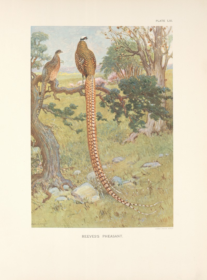 Reeves's Pheasant (Syrmaticus reevesi). — Charles Robert Knight