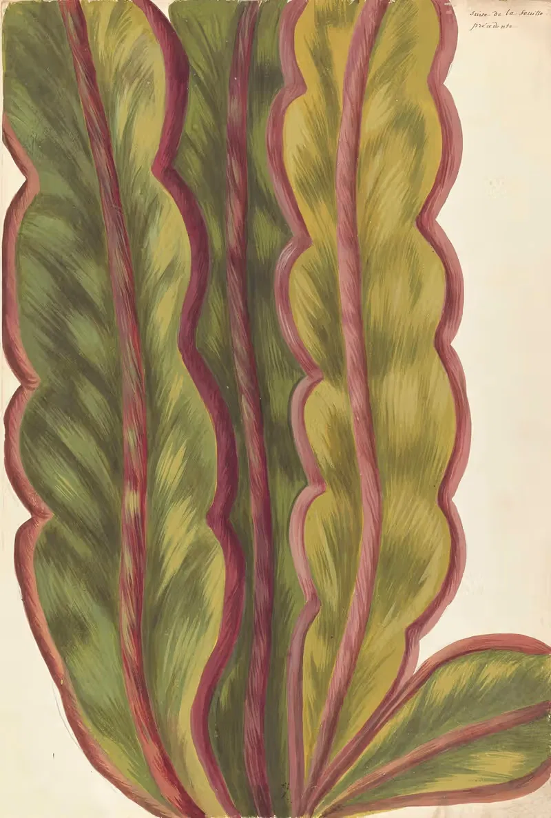 Plantes etrang par Aubriet Pl.002 — Claude Aubriet