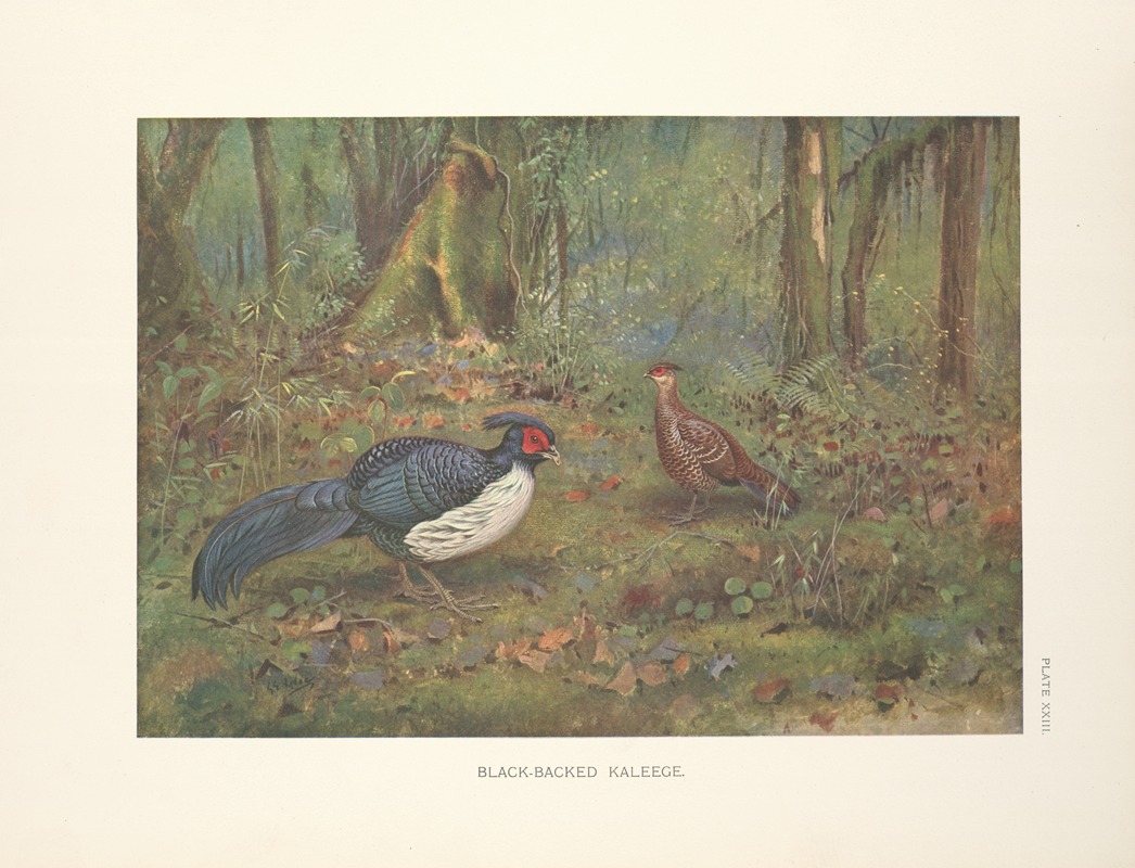 Black-Backed Kaleege by George Edward Lodge, 1918-1922 — digital art print download