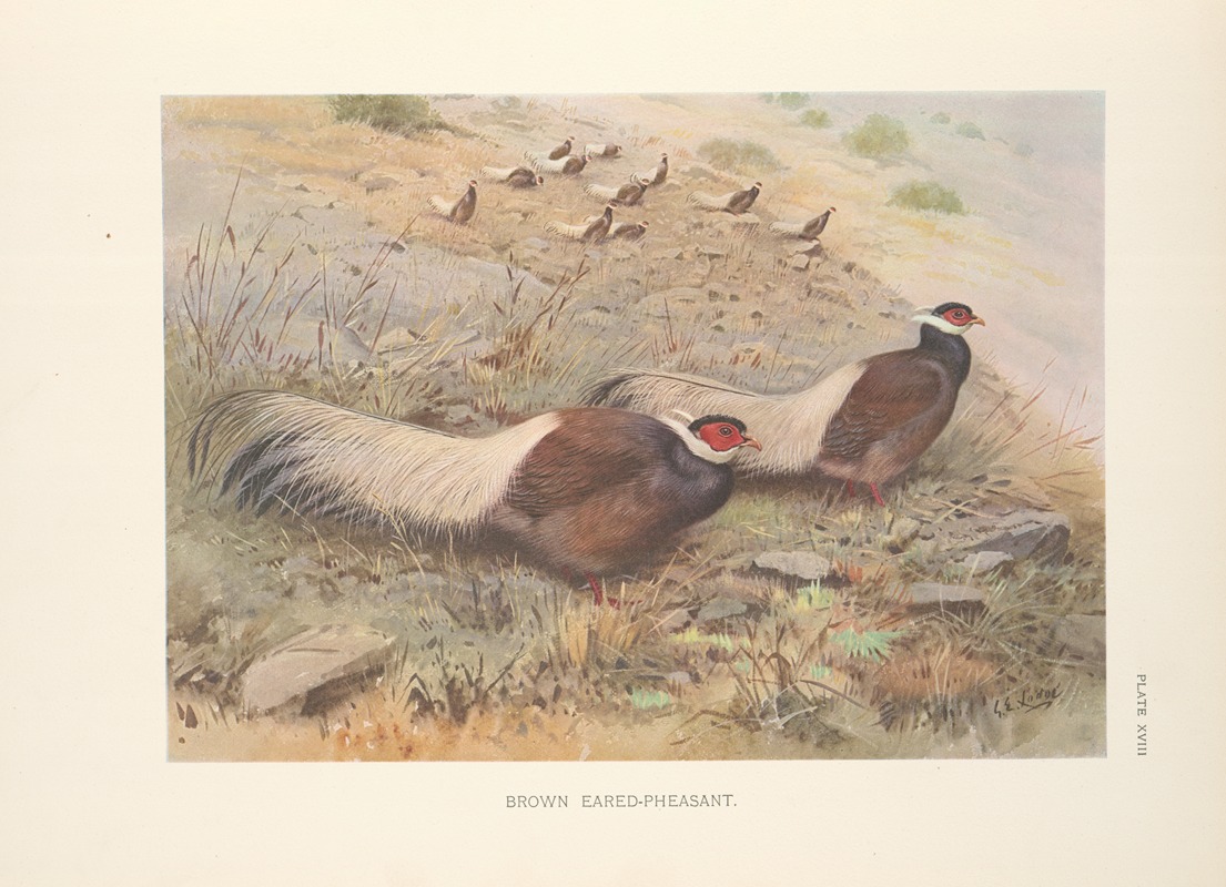 Brown Eared-Pheasant (Crossoptilon mantchuricum). by George Edward Lodge, 1918-1922 — digital art print download