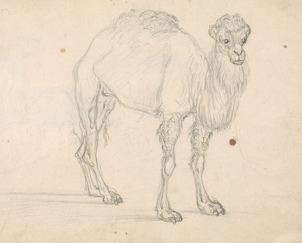 Study of a Camel facing right by Сорей Гилпин — digital art print download