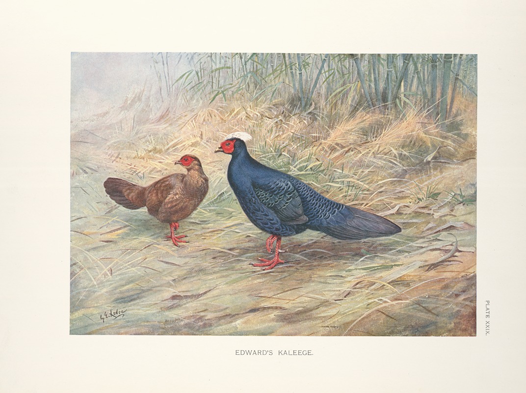 Edward's Kaleege (Gennaeus edwardsi). by George Edward Lodge, 1918-1922 — digital art print download