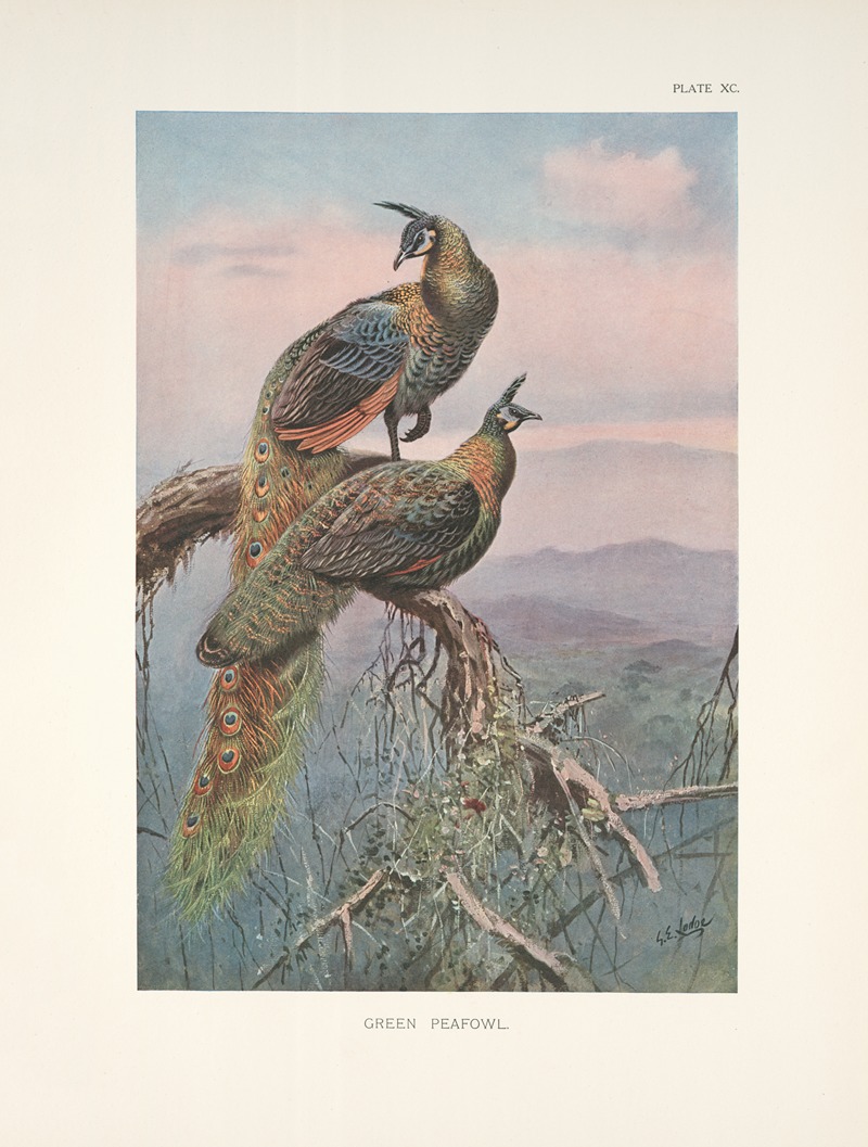 Green Peafowl (Pavo muticus). — George Edward Lodge