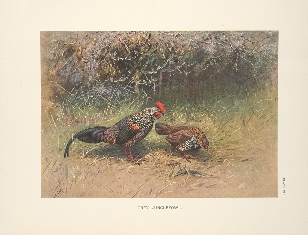 Grey Junglefowl (Gallus sonnerati). by George Edward Lodge, 1918-1922 — digital art print download