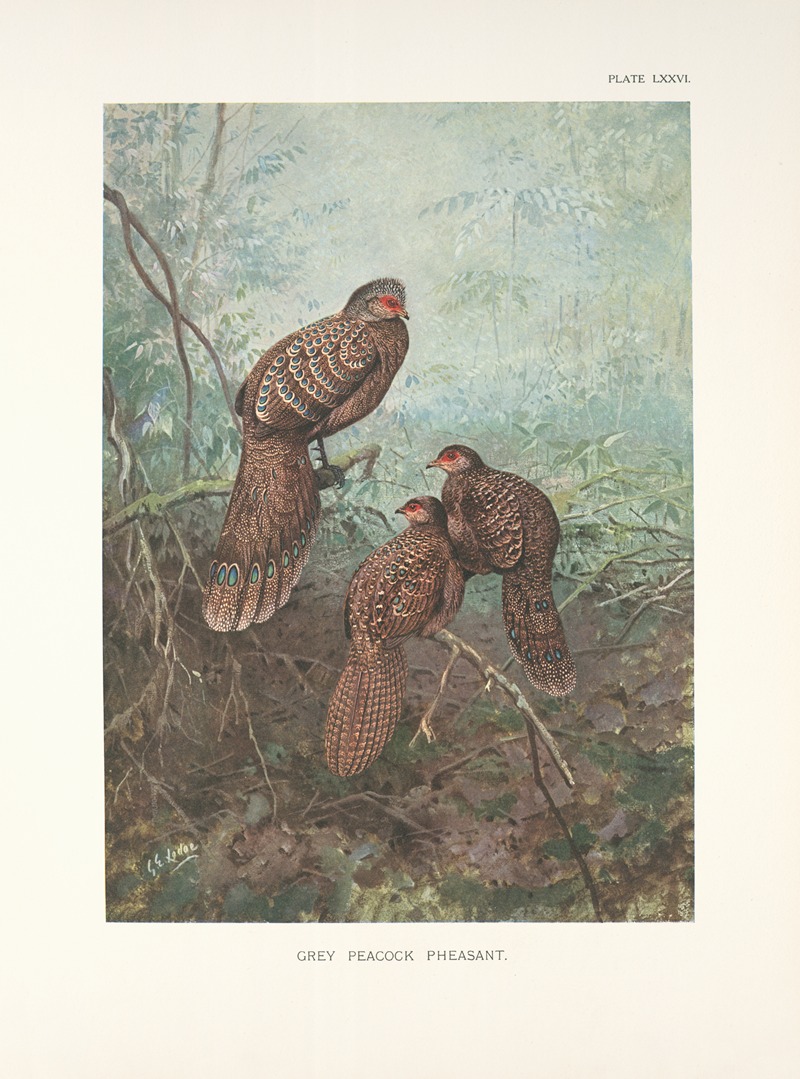 Grey Peacock Pheasants (Polyplectron bicalcaratum bicalcaratum). — George Edward Lodge
