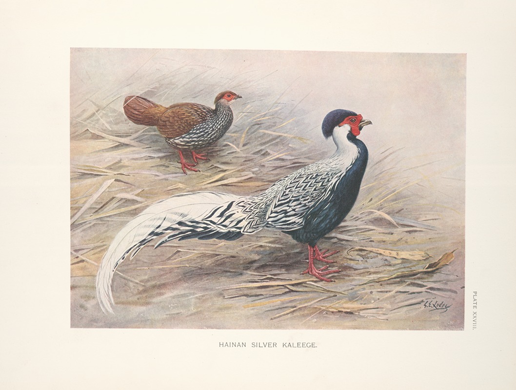 Hainan Silver Kaleege (Gennaeus whiteheadi). — George Edward Lodge