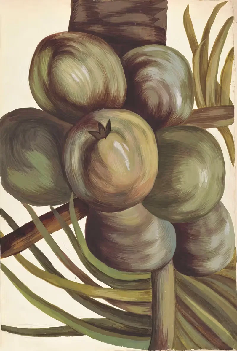 Plantes etrang par Aubriet Pl.005 — Claude Aubriet