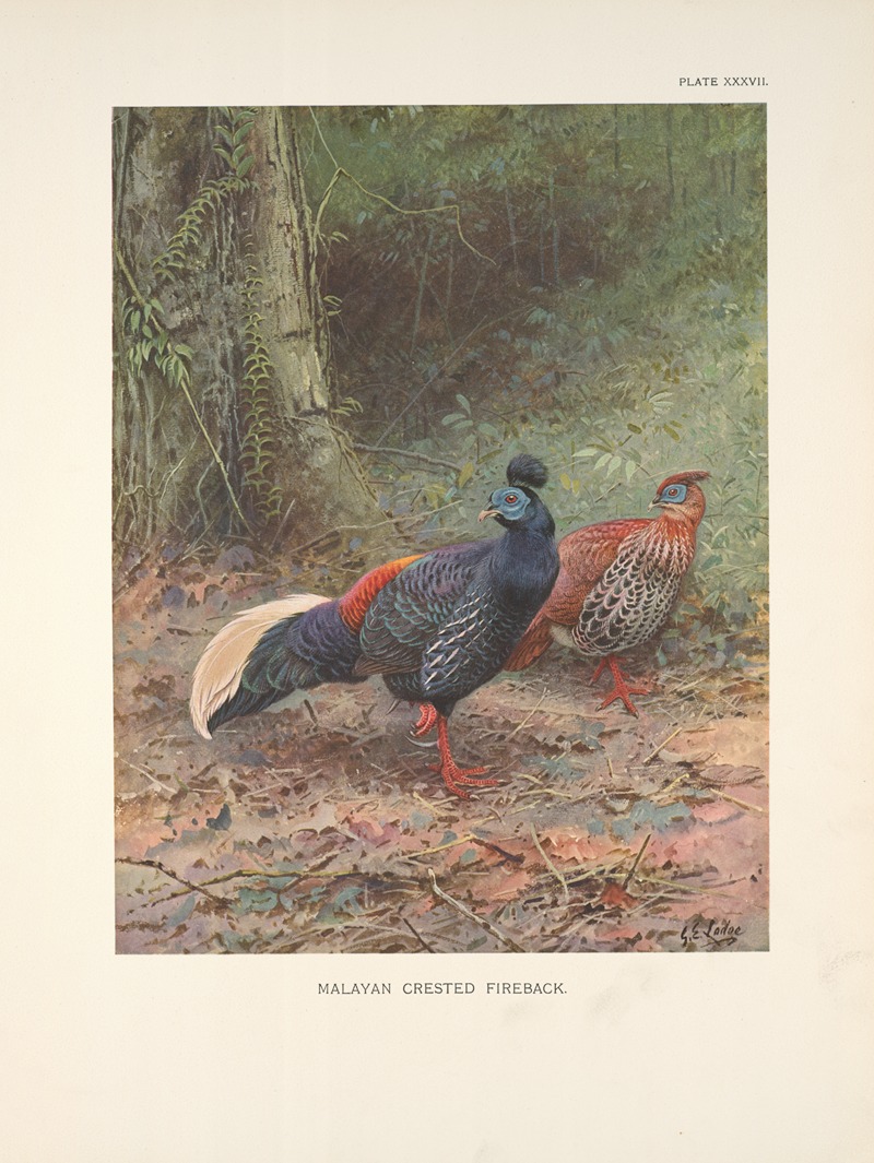 Malayan Crested Fireback (Lophura rufa). by George Edward Lodge, 1918-1922 — digital art print download