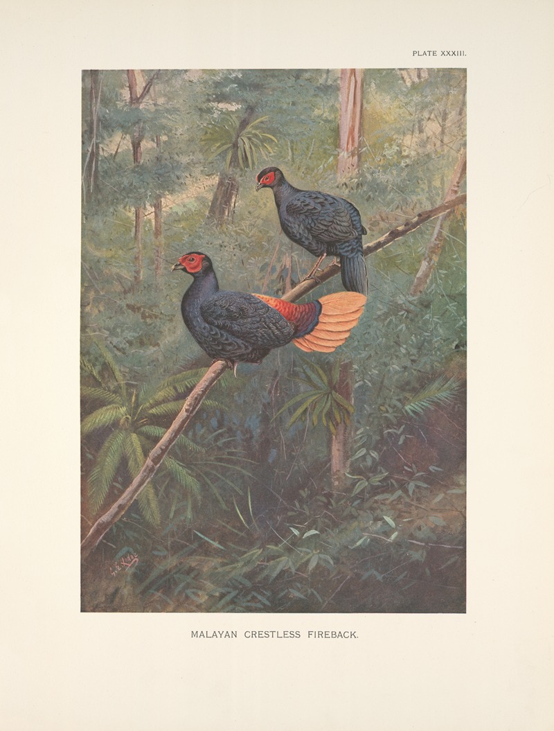 Malayan Crestless Fireback (Acomus erythrophthalmus). by George Edward Lodge, 1918-1922 — digital art print download