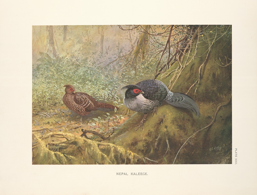 Nepal Kaleege (Gennaeus leucomelanus). — George Edward Lodge