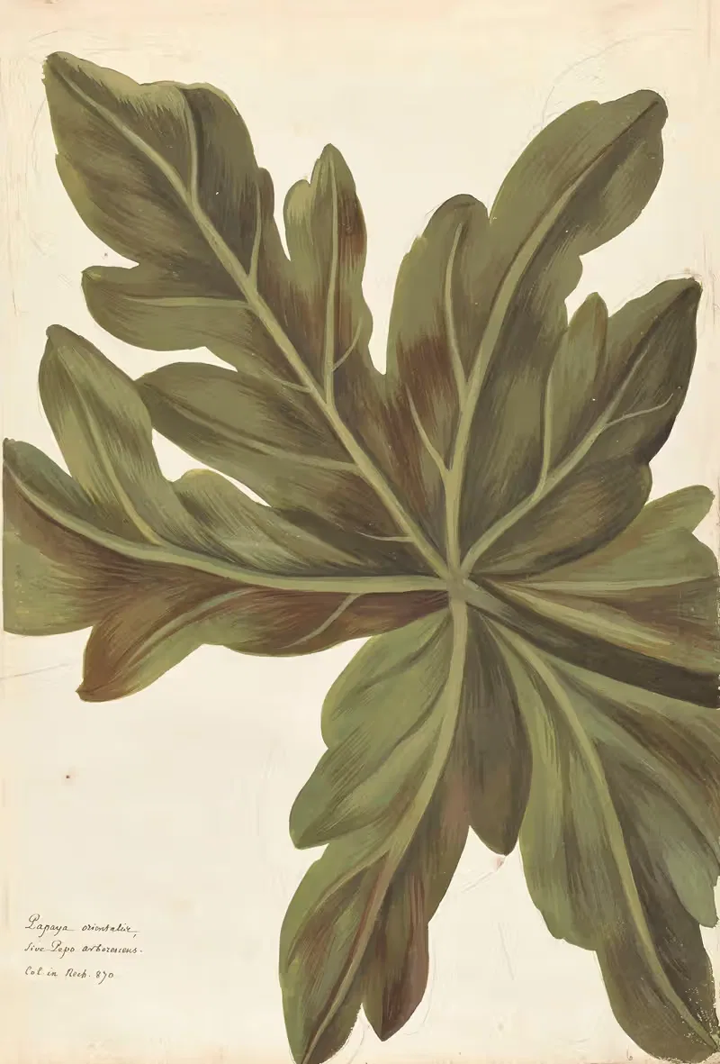 Plantes etrang par Aubriet Pl.006 — Claude Aubriet