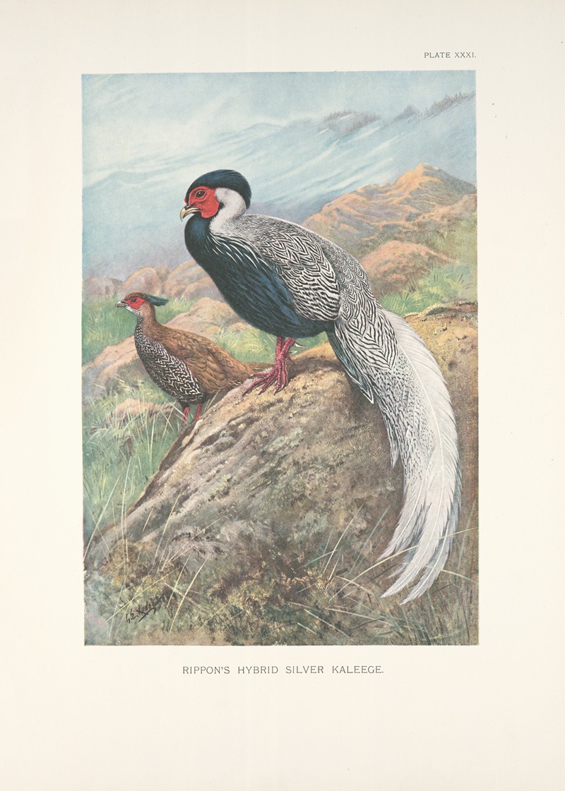 Rippon's Hybrid Silver Kaleege. by George Edward Lodge, 1918-1922 — digital art print download