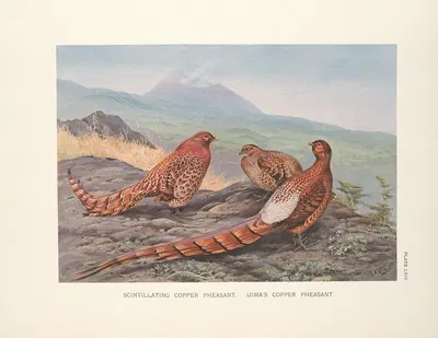 Scintillating Copper Pheasant (Syrmaticus soemmerringi scintillas); Ijima's Copper Pheasant (Syrmaticus soemmerringi…