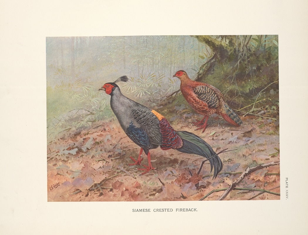 Siamese Crested Fireback (Lophura diardi). — George Edward Lodge