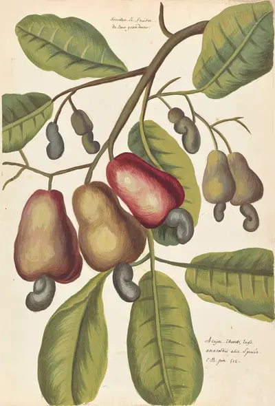 Plantes etrang par Aubriet Pl.007 by Claude Aubriet, 1722 — digital art print download