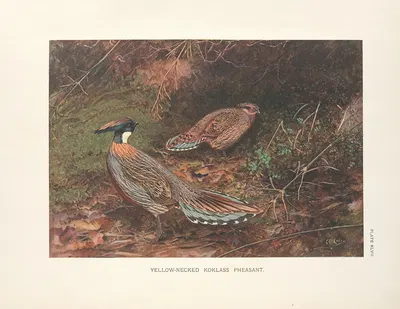Yellow-necked Koklass Pheasants (Pucrasia xanthopila xanthopila). by George Edward Lodge, 1918-1922 — digital art print…