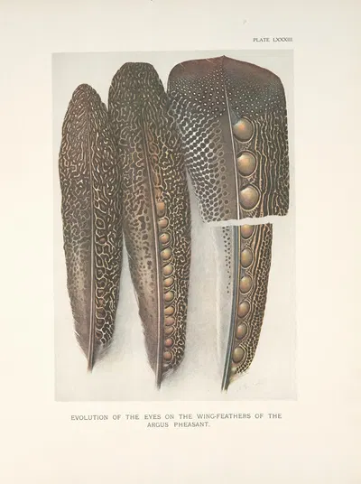 Evolution of the eyes on the wing-feathers of the Argus Pheasant. by Henrik Gronvold, 1918-1922 — digital art print download