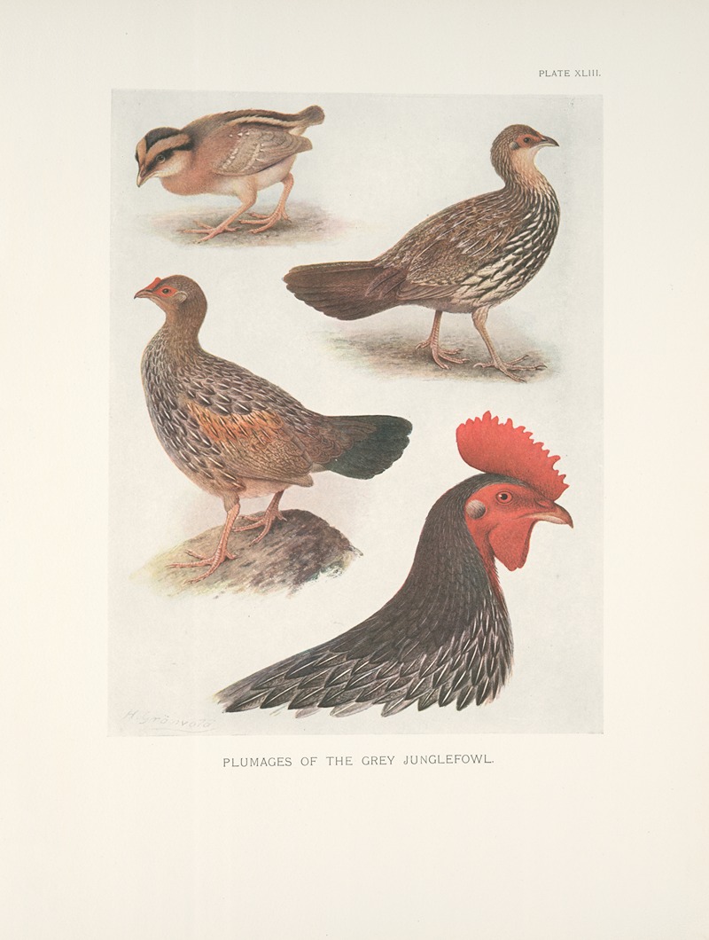 Plumages of the Grey Junglefowl. — Henrik Gronvold