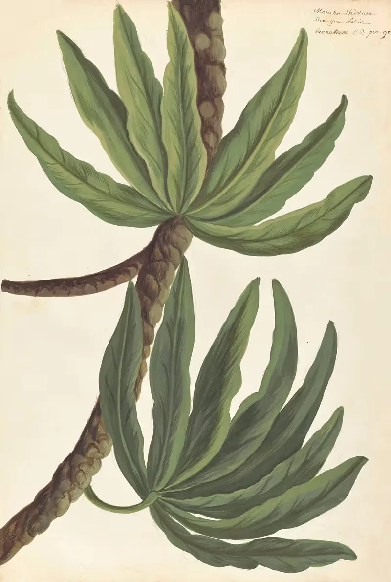 Plantes etrang par Aubriet Pl.009 — Claude Aubriet
