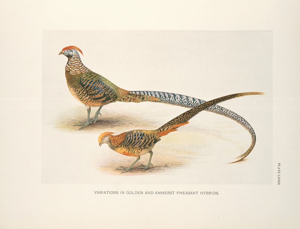 Variations in Golden and Amherst Pheasant hybrids. — Henrik Gronvold