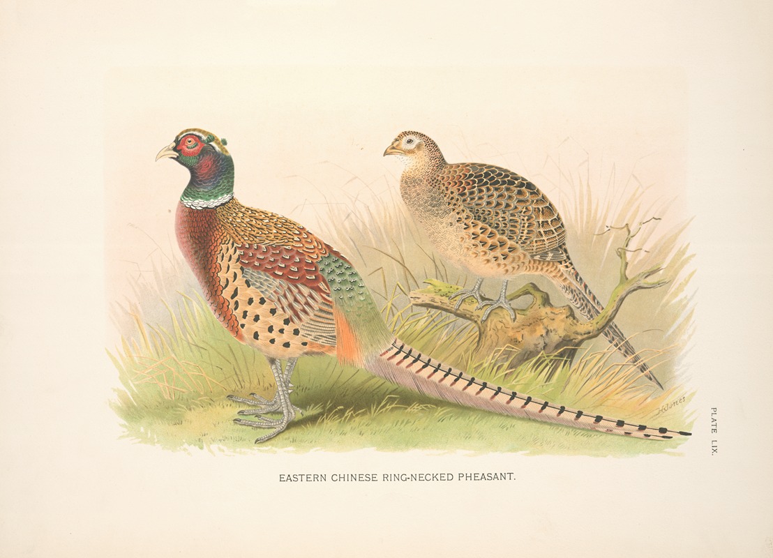 Eastern Chinese Ring-necked Phaesant (Phasianus colchicus torquatus). by Henry Jones, 1918-1922 — digital art print download
